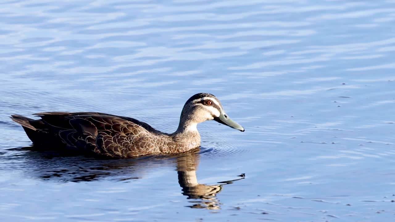Due anatre nuotano e cercano cibo in acqua limpida e blu, creando leggere increspature e riflessi.