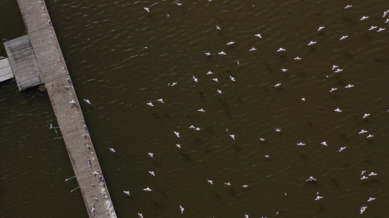 vista aérea de arriba hacia abajo sobre las gaviotas tomando vuelo desde un muelle de madera en el lago del prado