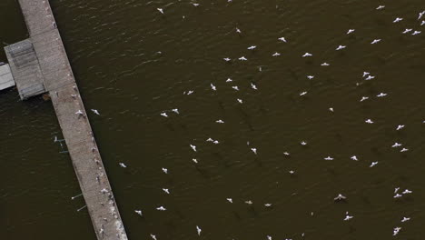 aerial top down view over seagulls taking flight off of a wooden pier in meadow lake