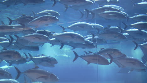 水族館, 海洋生活, 魚, 海洋, 水, 水下, 水族館. 杜拜購物中心, 旅遊