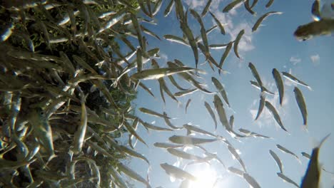 Fische-Schwimmen-In-Sehr-Klarem-Und-Transparentem-Flachwasser