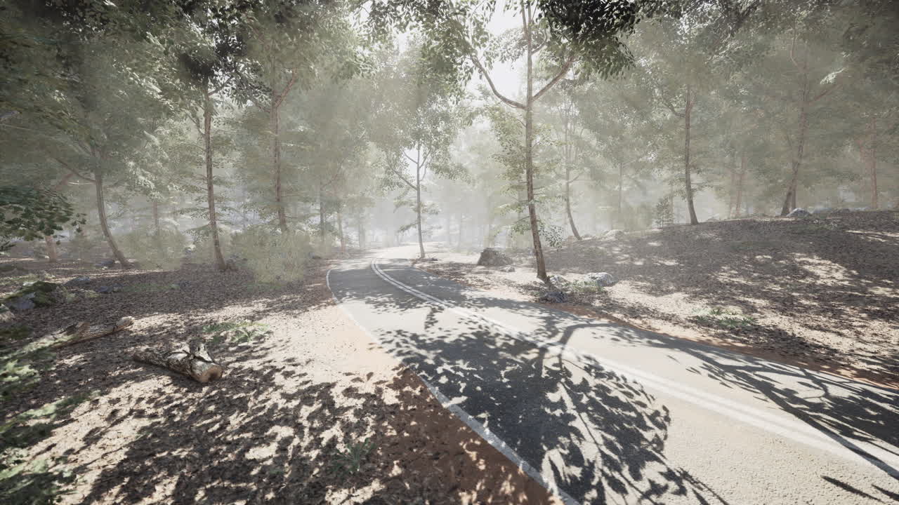 안개가 가득한 숲길