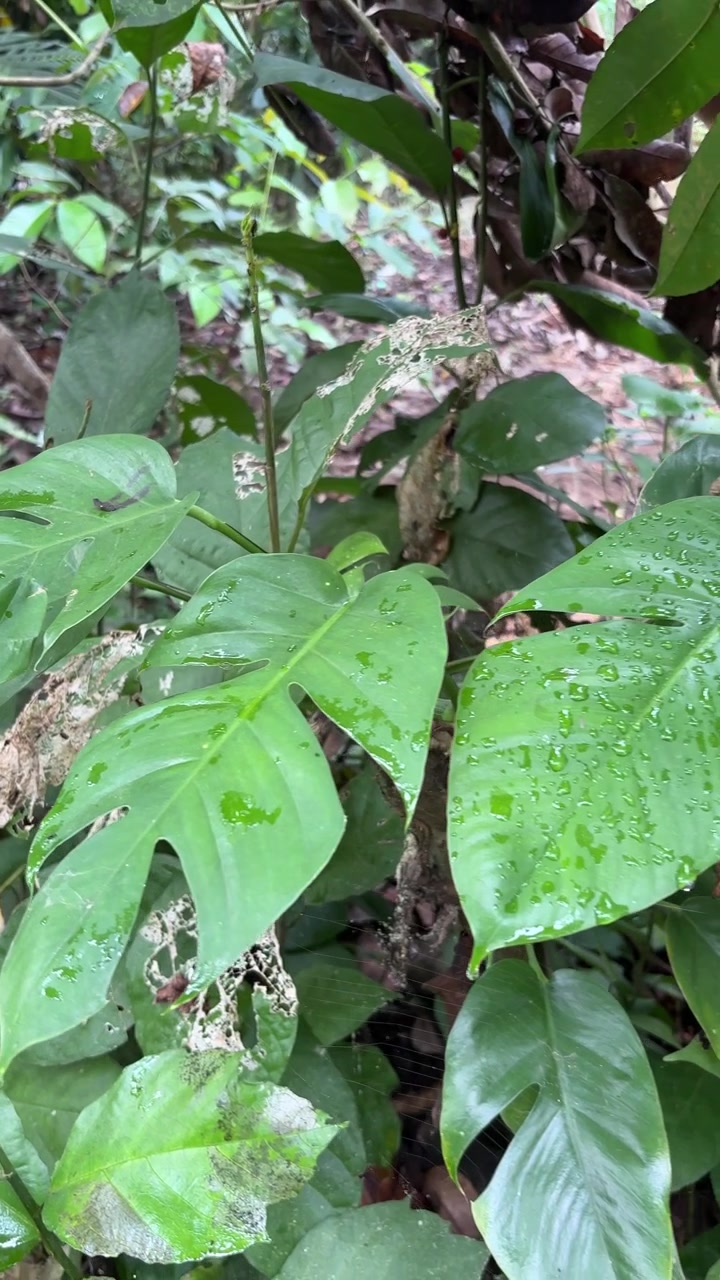 Folhas Verdes Exuberantes da Selva com Gotas de Água Após a Chuva