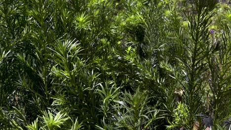 Beautiful-close-up-of-Podocarpus-plant