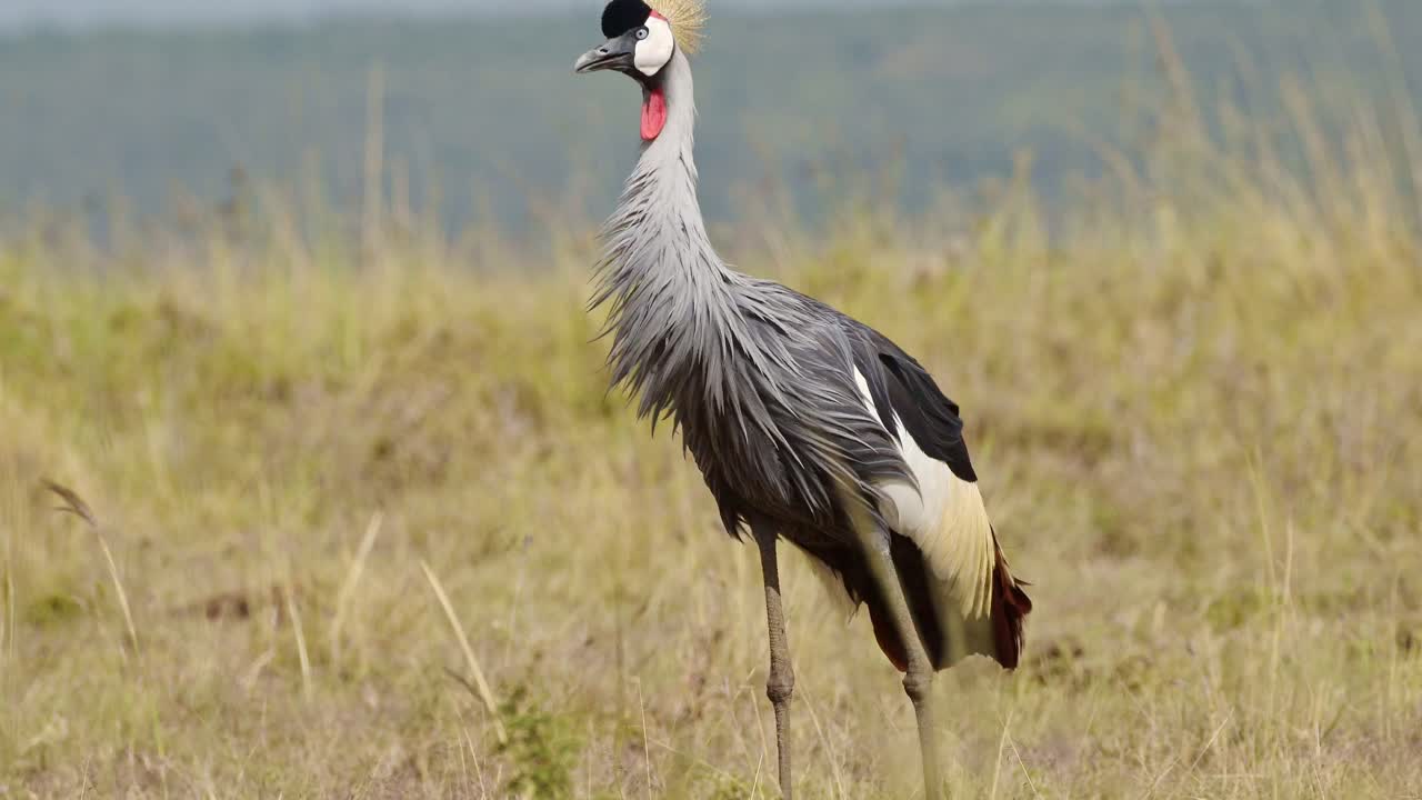 grúas coronadas caminando y alimentándose de las hierbas de la sabana seca en el pastoreo en la reserva nacional de maasai mara, kenia, áfrica animales de safari en la reserva de masai mara norte