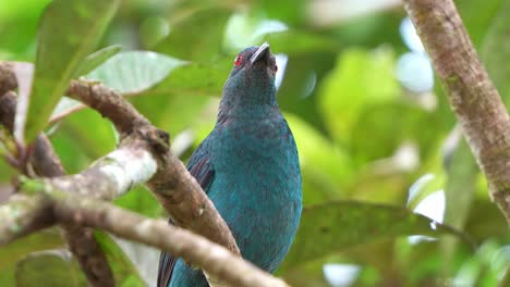 Hembra-Asiática-Hada-Azul-Posada-En-La-Rama-De-Un-árbol-En-Medio-Del-Dosel-Del-Bosque,-Curiosamente-Preguntándose-Por-El-Entorno-Circundante,-Primer-Plano