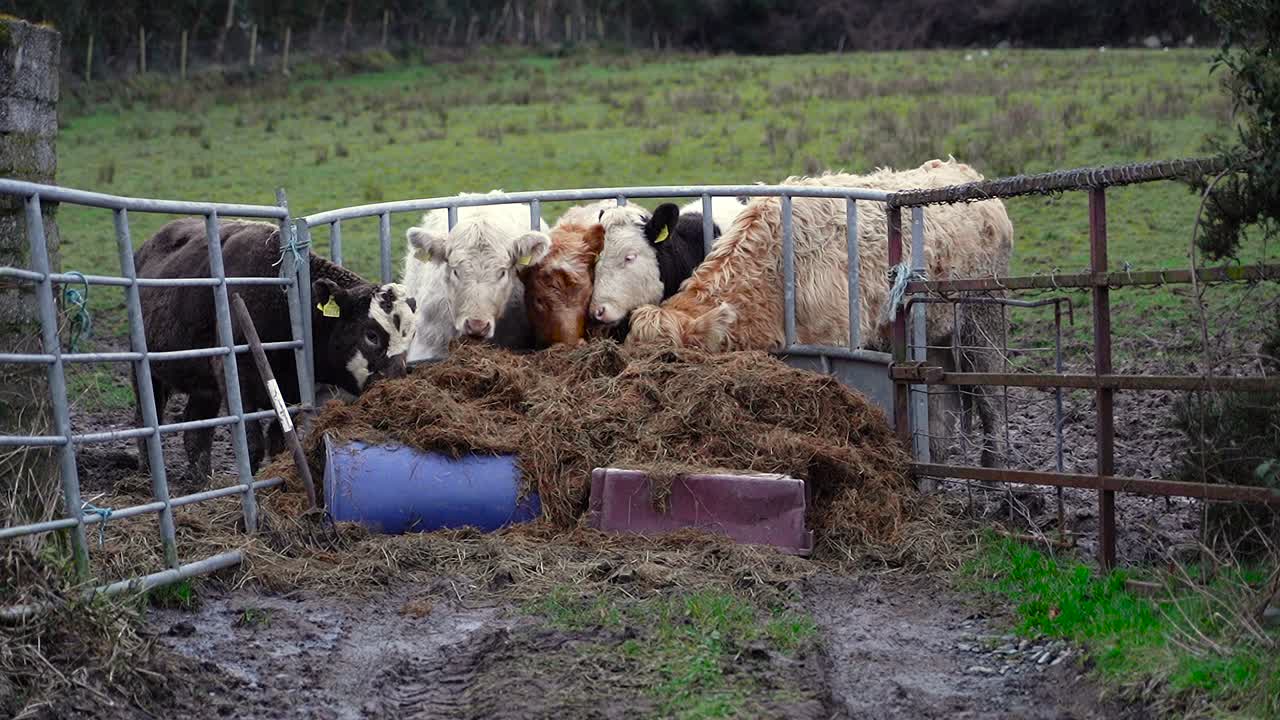 Mandria di mucche che mangiano fieno all'aperto in un prato