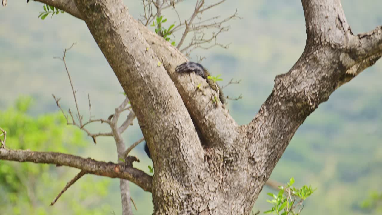 disparo en cámara lenta de un babuino bajando de un árbol alto en lo alto, espeso bosque exuberante en el fondo, vida silvestre africana en la reserva nacional de maasai mara, kenia