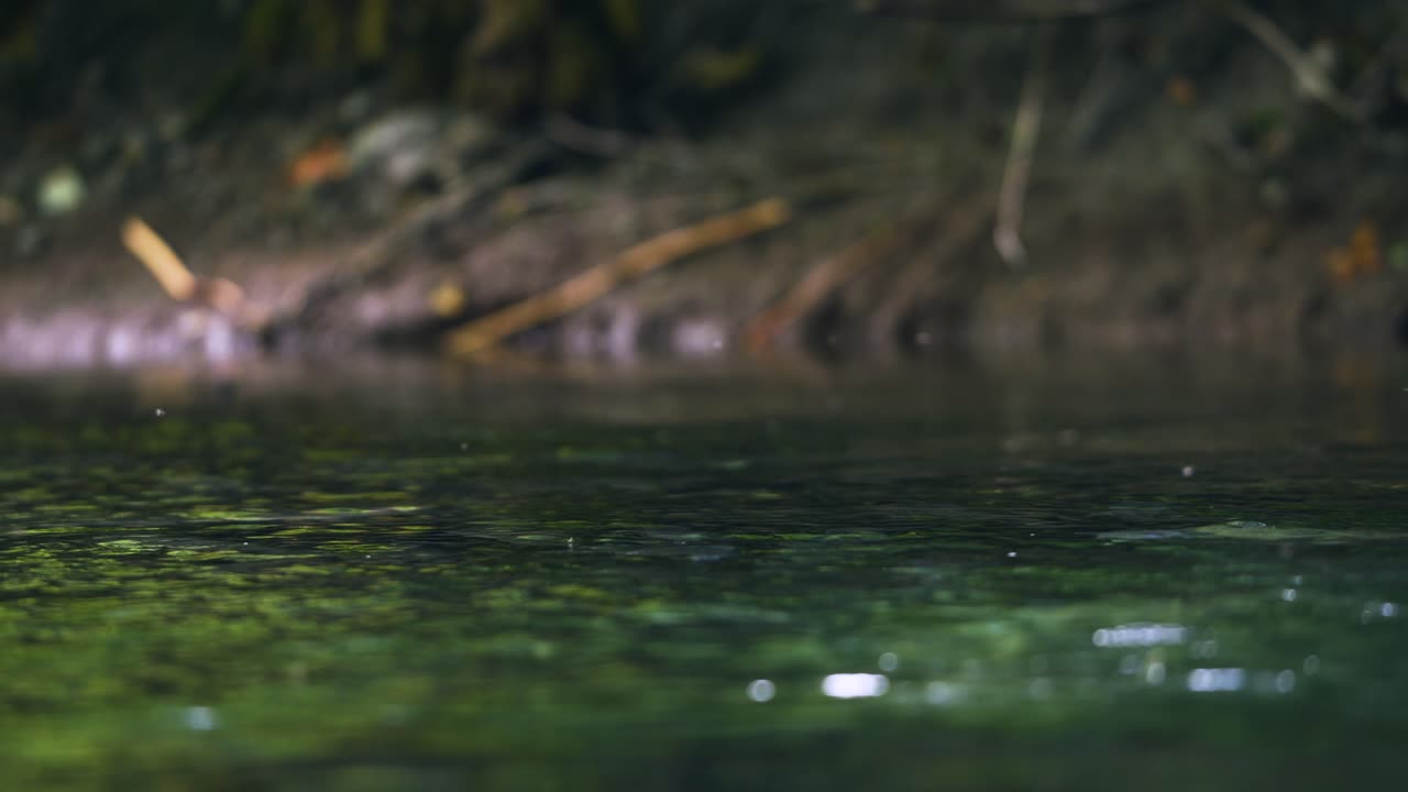 Pink salmon holding on a shallow pool in the Pacific Northwest in Canada