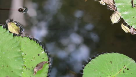 water lily pads and reflection in a pond