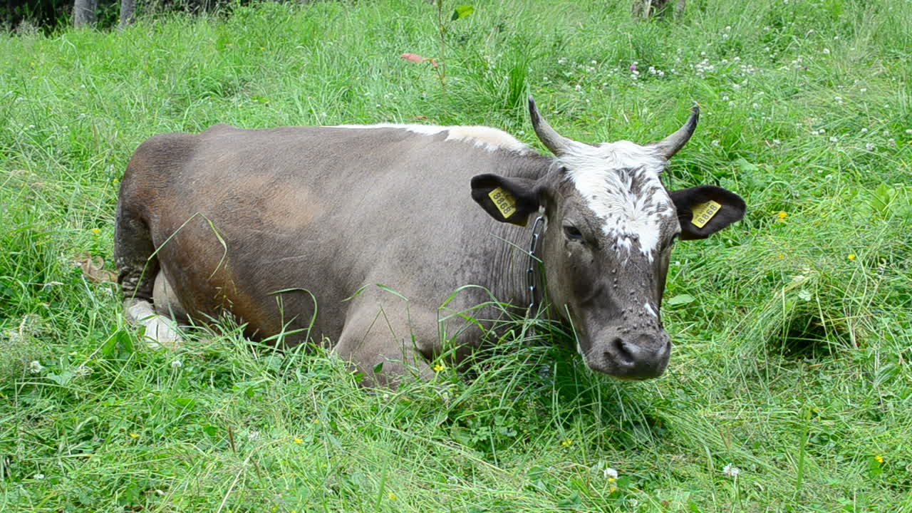 Sapi di padang rumput di pegunungan. Sapi dan rumput di pegunungan.