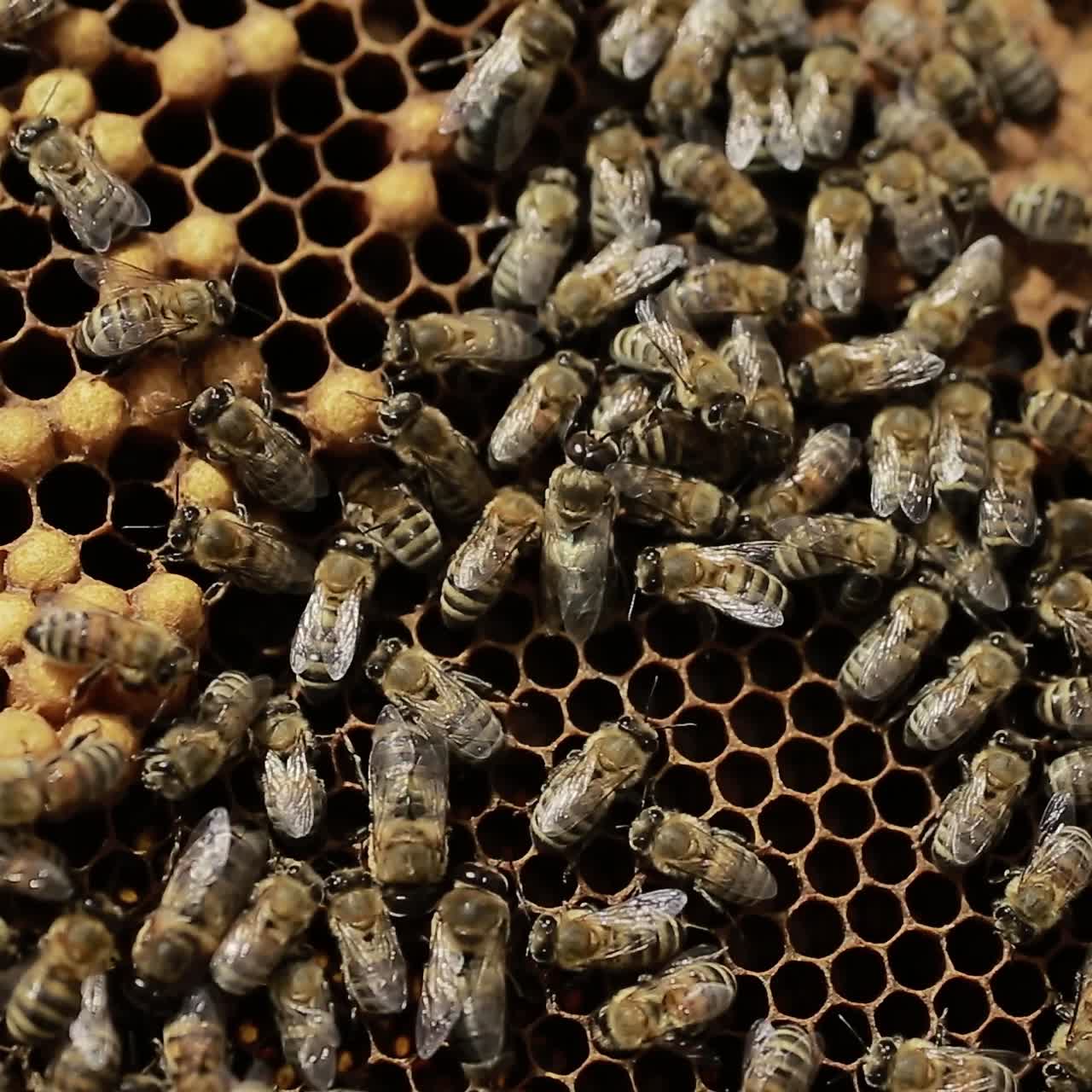 Close Up Of Bees In A Swarm A Hive. Close up of honey bees in a swarm a hive in sunny day