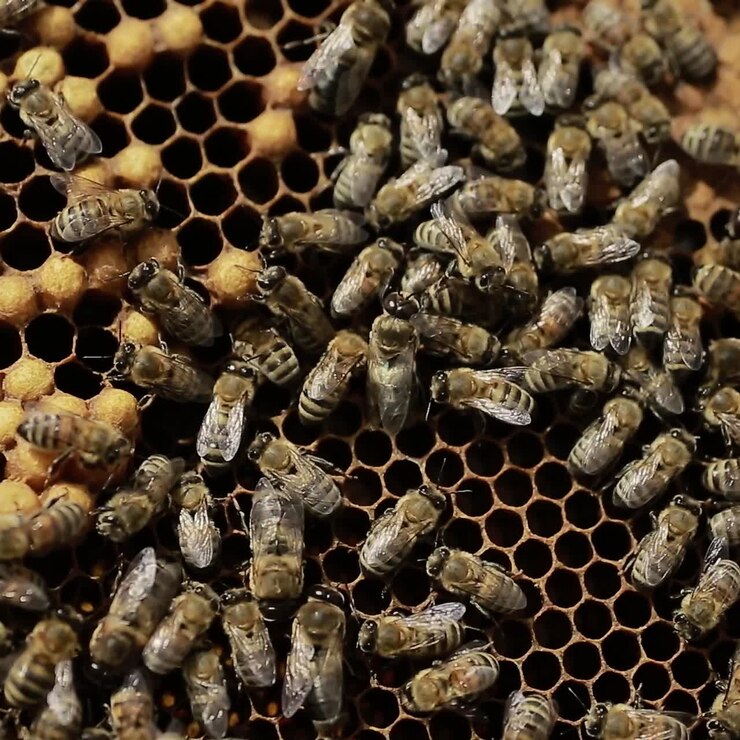Close Up Of Bees In A Swarm A Hive. Close up of honey bees in a swarm a hive in sunny day