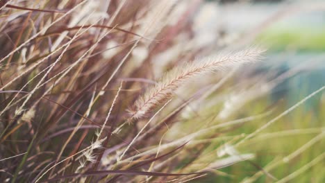 Ein-Kleines-Lieschgras-Bewegt-Sich-Wie-Ein-Tanz-Im-Wind