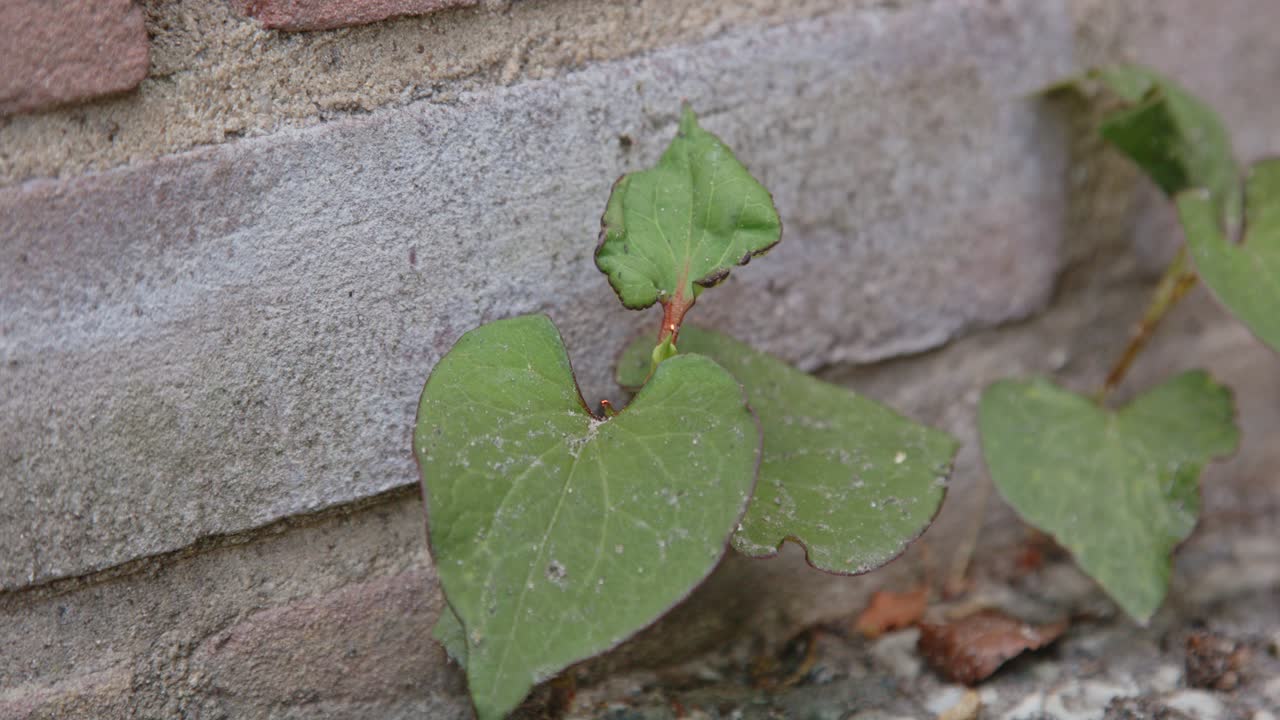 벽돌 벽과 정원 타일 사이에 자라는 잡초가 가스 잡초 버너에 의해 태워지고 있습니다.