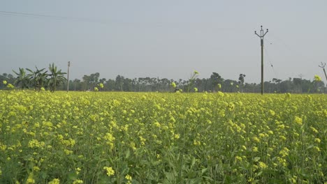 Senfblumen-Blühen-Auf-Dem-Weiten-Feld