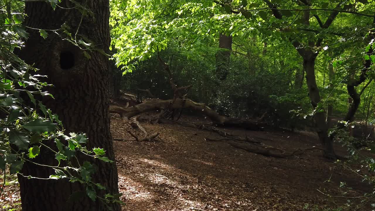 Sciame di moscerini nel bosco a Londra, Inghilterra.