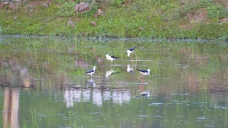 black-winged stilts wading through a tranquil water body at dawn, with reflections and greenery in the background