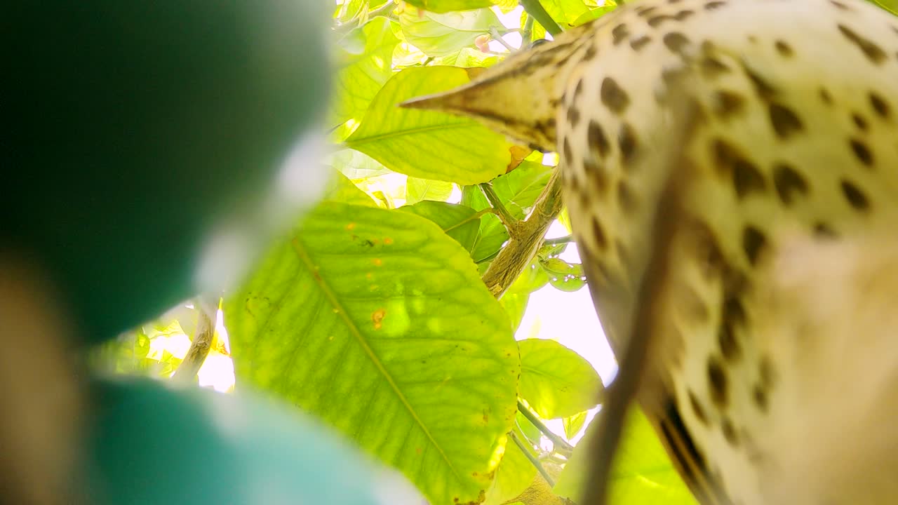 True thrush in nest with eggs feed babyes