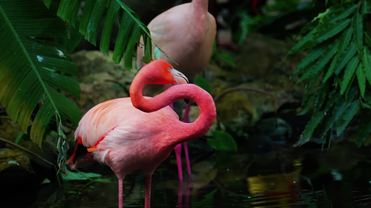 Close up of beautiful, pink flamingo standing in water at a zoo