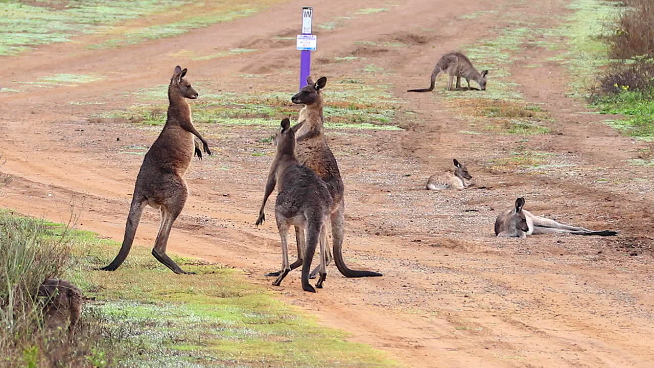 캥거루는 호주의 비포장 도로를 따라 싸우는 권투 시합에 참여합니다.