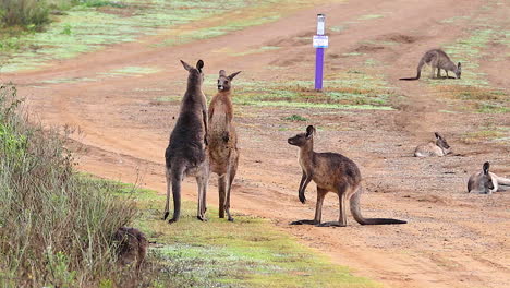 Kängurus-Nehmen-An-Einem-Boxkampf-Teil-Und-Kämpfen-Auf-Einer-Unbefestigten-Straße-In-Australien-Fighting