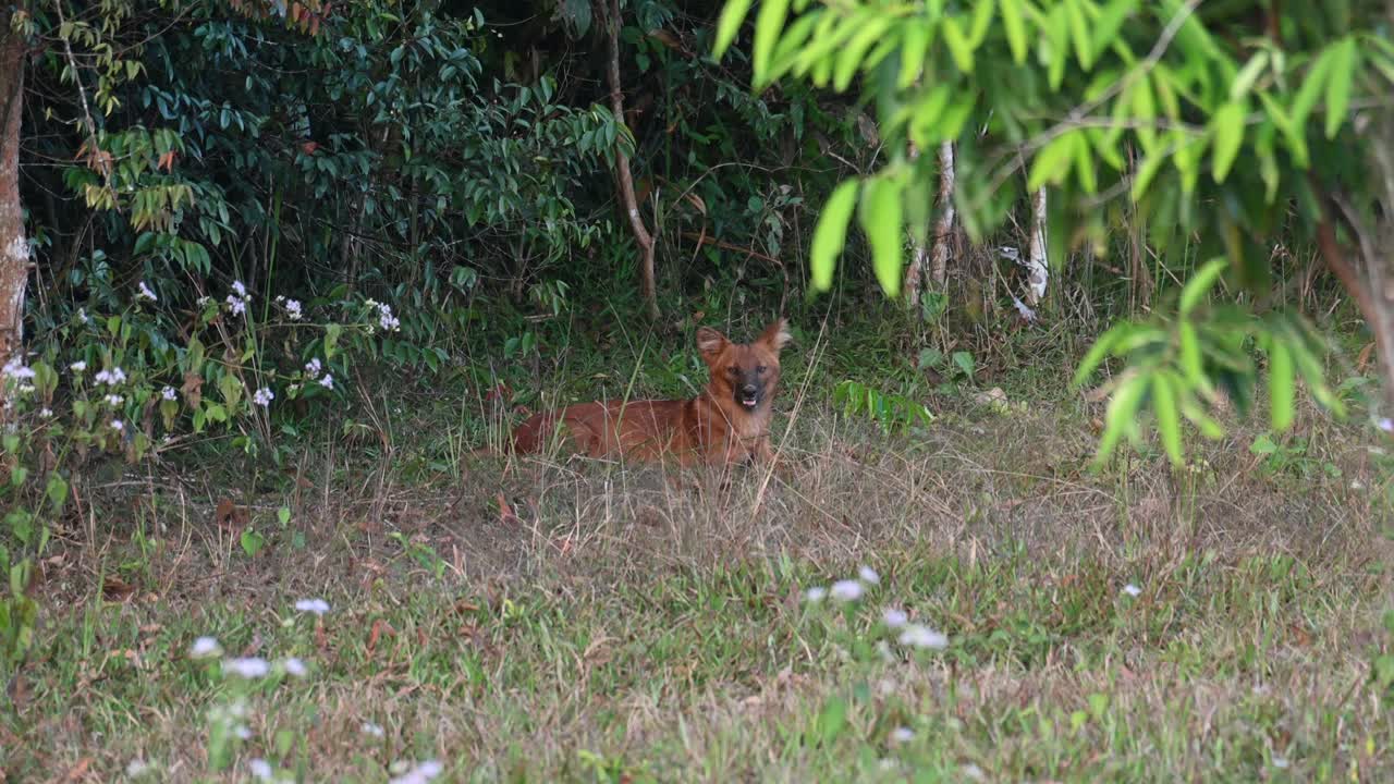 泰國khao yai國家公園的dhole cuon alpinus