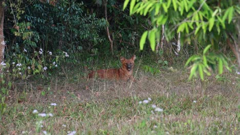 visto mirando a la cámara mientras la cámara se aleja, dhole cuon alpinus, parque nacional khao yai, tailandia