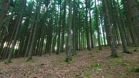 Blick-Zwischen-Langen-Baumreihen-Im-Wald,-4k,-50fps