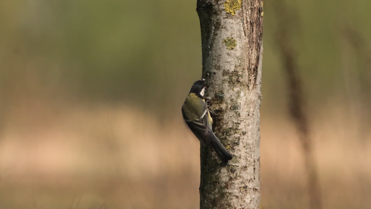 primer plano de una hembra de gran tit follaje recogiendo insectos en un árbol antes de flotar cerca y volar lejos