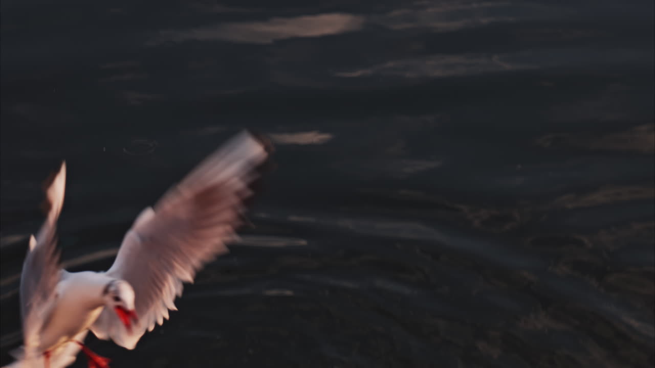 Close up of a seagulls flying above the sea and touching the water