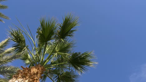 date palm tree on clear sky background. leaves of green palm swaying in wind