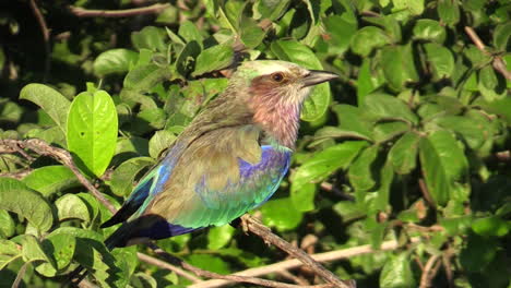 lilac-breasted-roller-sitting-in-a-green-bush,-taking-off,-side-view