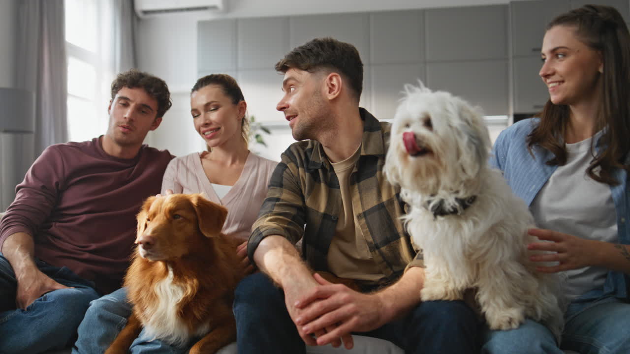 Group friends relaxing dogs at cozy living room close up. People sitting couch