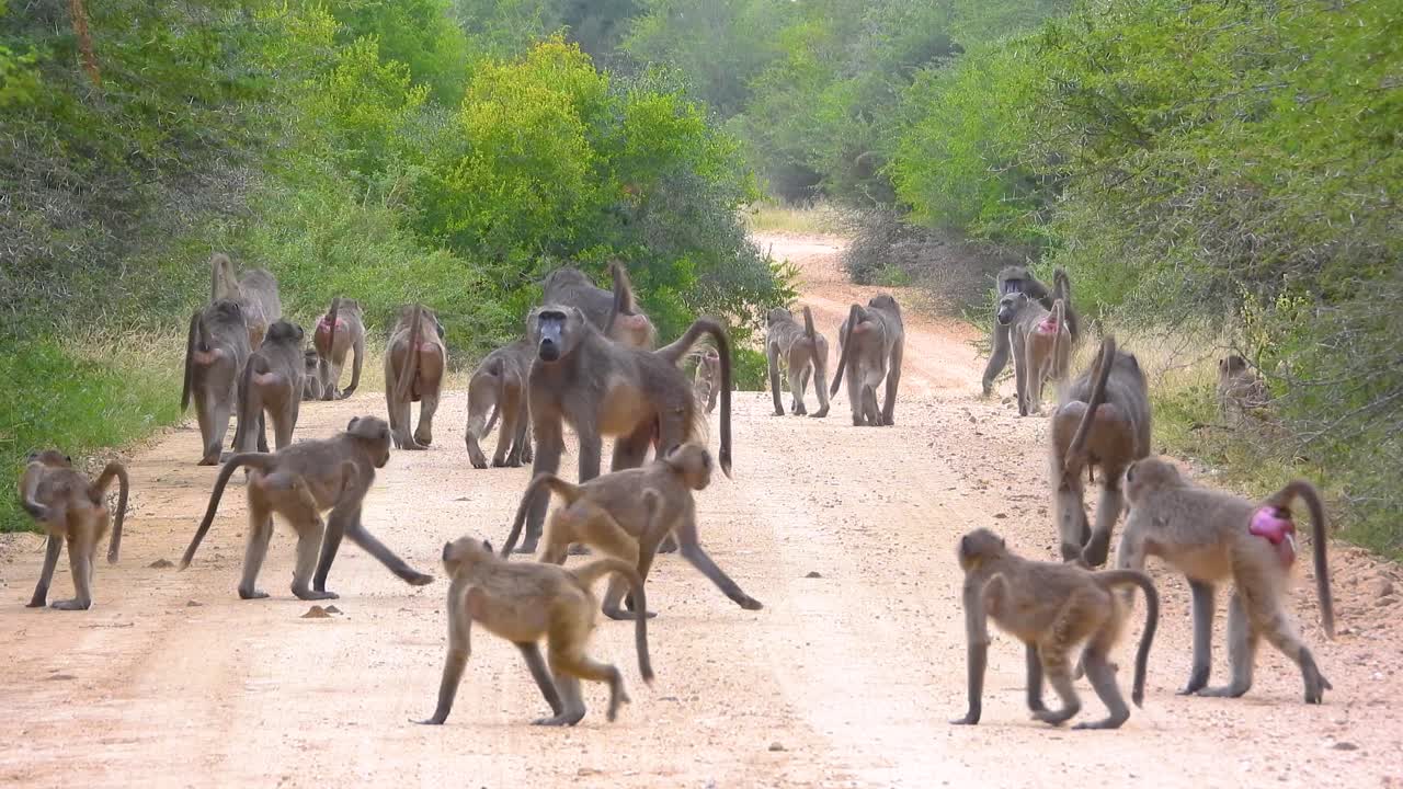 Huge group of monkeys on gravel road in South Africa