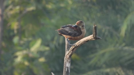 whistling duck in tree - relaxing -fathers