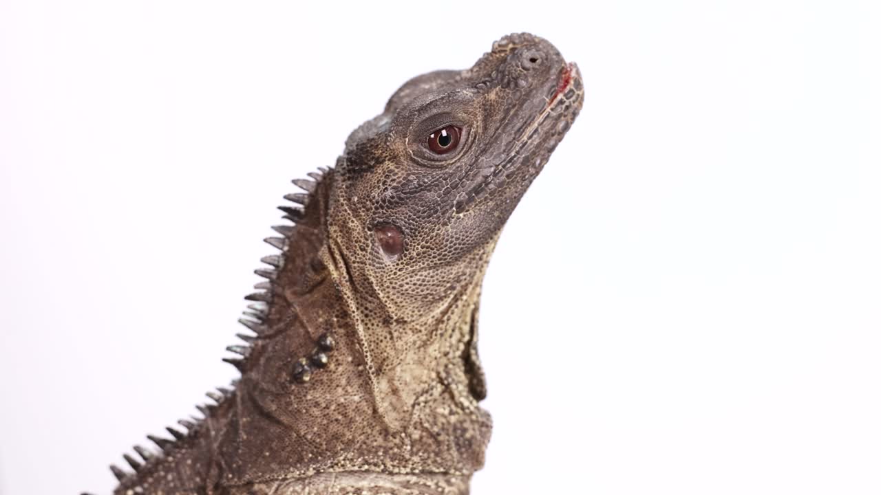 A Hydrosaurus Amboinensis lizard is observed in a studio environment with consistent lighting and a neutral background