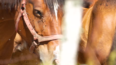 a brown horse's face covered with flies, wearing a red halter, with a blurred background of another horse and sunlight filtering through