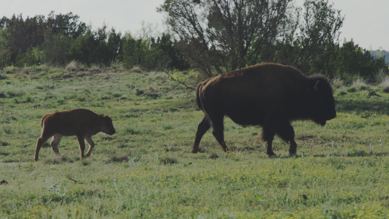 대초원에서 엄마를 따라다니는 송아지 들소