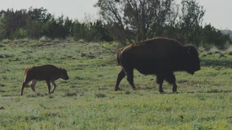 Cría-De-Bisonte-Siguiendo-A-La-Madre-En-Una-Pradera