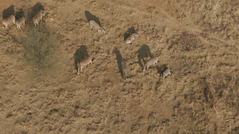 drone aerial birds eye of zebra herd casting long shadows