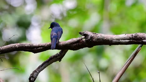 El-Papamoscas-Azul-De-La-Colina-Se-Encuentra-En-Un-Hábitat-De-Gran-Altura,-Tiene-Plumas-Azules-Y-Un-Pecho-Anaranjado-Para-El-Macho,-Mientras-Que-La-Hembra-Es-De-Color-Marrón-Canela-Pálido-Y-También-Con-Un-Pecho-Anaranjado-En-Transición