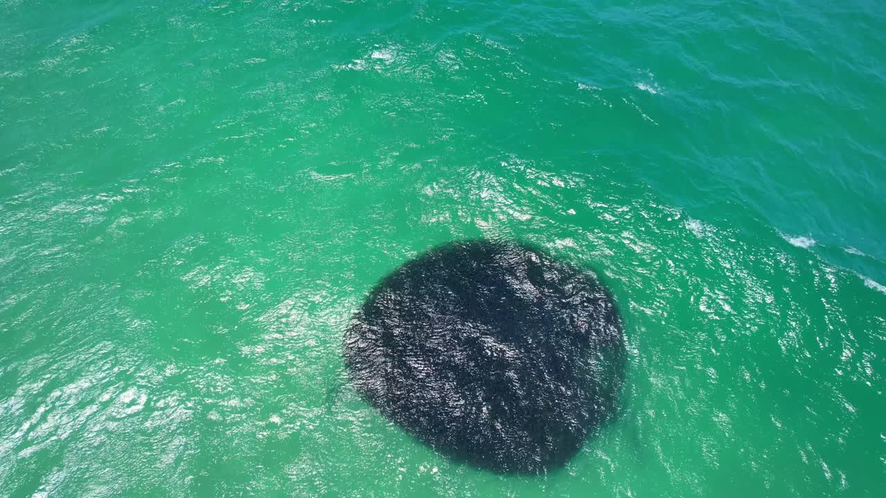 Shark Chasing A Large Bait Ball In NSW, Australia - Drone Shot