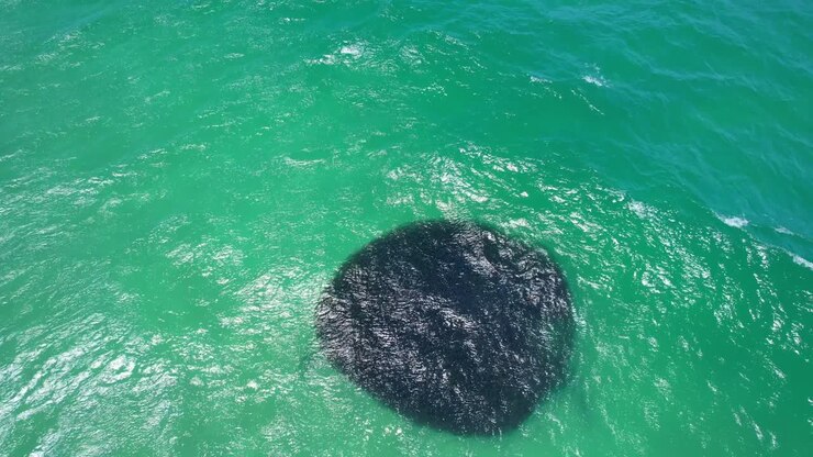 Shark Chasing A Large Bait Ball In NSW, Australia - Drone Shot