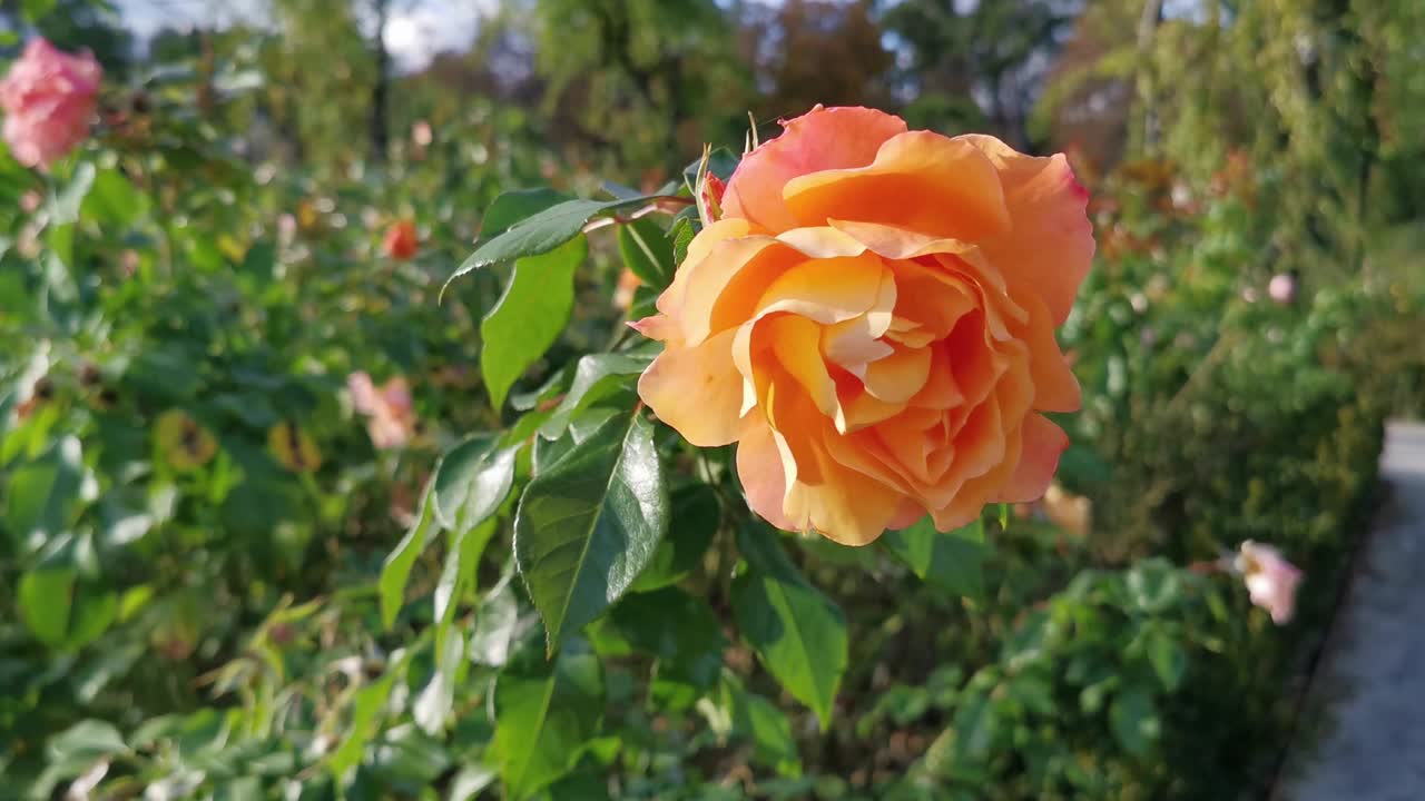 마드리드의 레티로 공원 가을 시즌