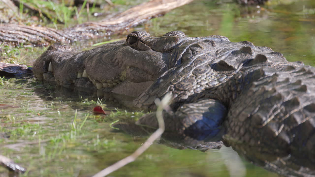 Wild endangered Rainforest Crocodile in tropical pond jungle in Tikal Guatemala, alligator dangerous, Morelet's Crocodile