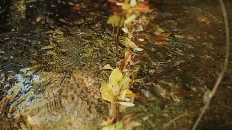 shot of a mountain creek with crystal clear water running  in amazing green forest, sunlight reflecting in the water. stream in the middle of a beautifil nature