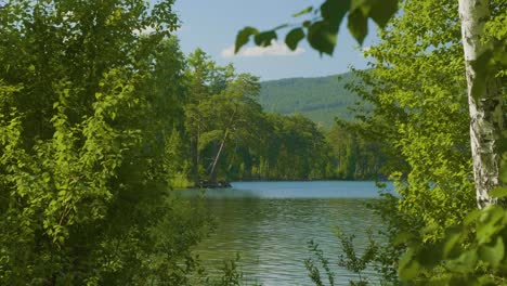 el paisaje sereno del bosque junto al lago