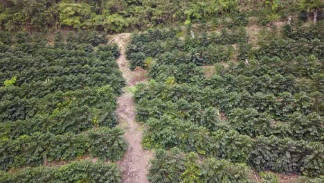 Plantación-De-Café-En-La-Selva-Montañosa-Boliviana