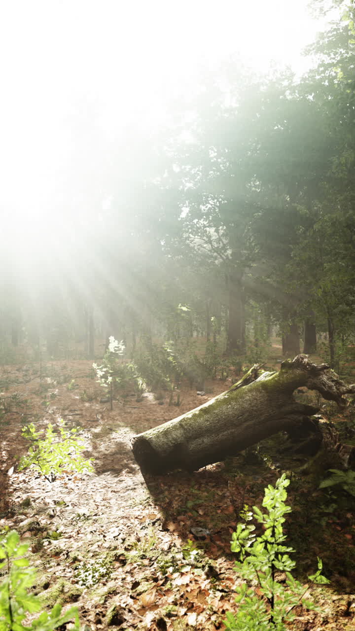안개 숲을 가로질러 흐르는 빛